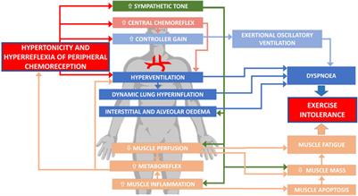 Contribution of Peripheral Chemoreceptors to Exercise Intolerance in Heart Failure